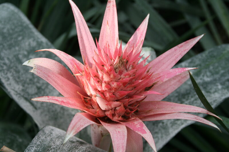 Pink Bromeliad Flower — Natural, Photograph, Plant
