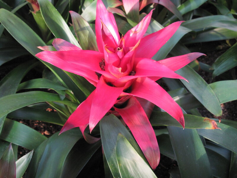 Pink Bromeliad Flower — Natural, Photograph