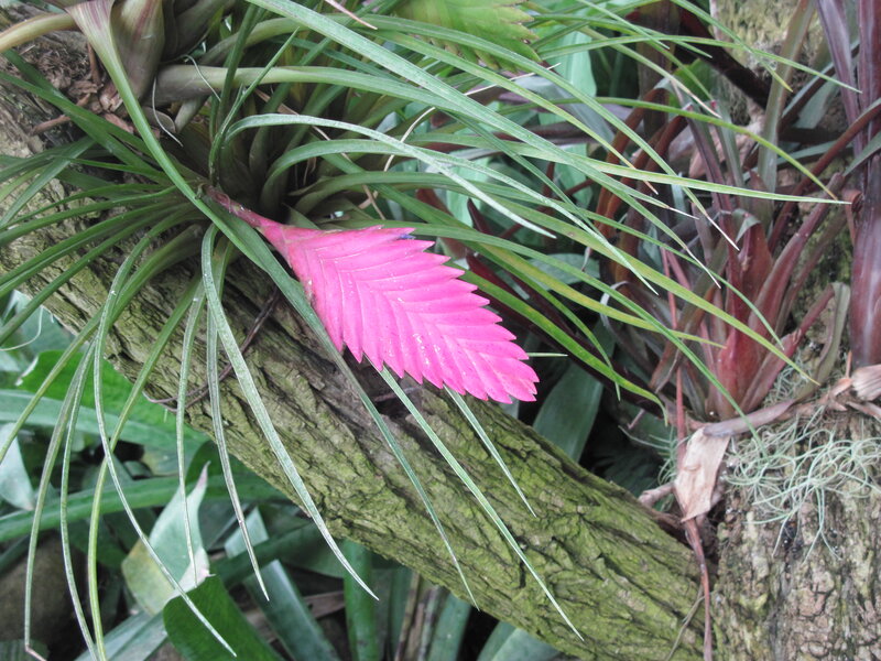 Pink Bromeliad Flower — Natural, Photograph, Tree Branch