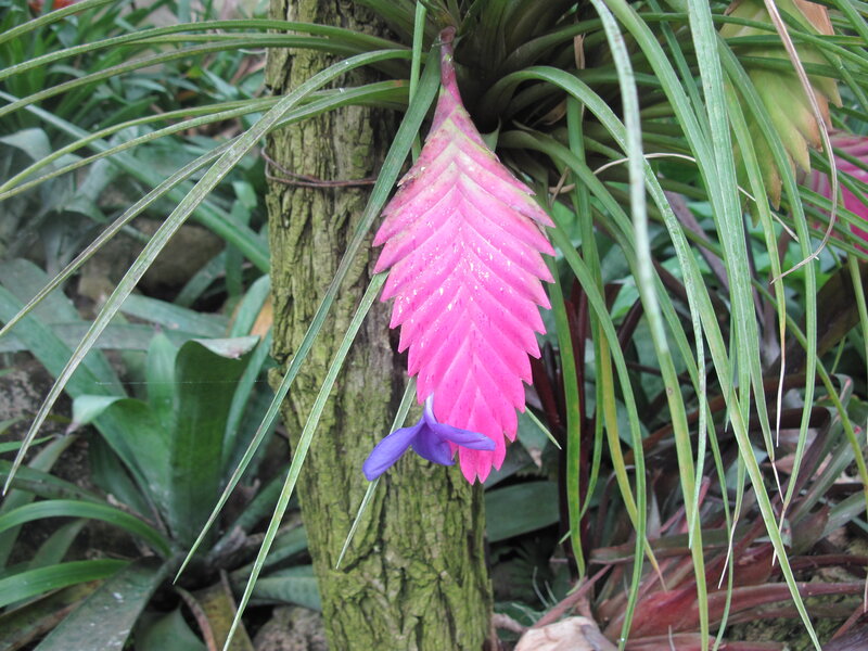 Pink Bromeliad Flower — Natural, Photograph, Tree Trunk, Green Leaves