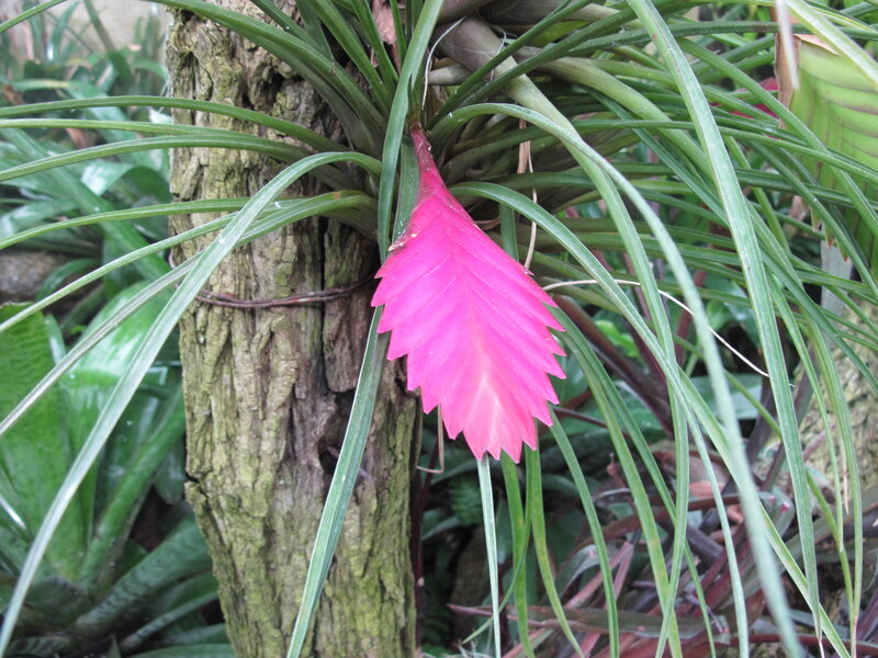 Pink Bromeliad Flower — Natural, Photograph, Tree Trunk