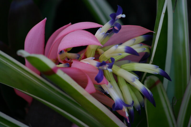 Pink Bromeliad Flower — Natural