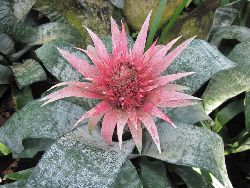 Pink Bromeliad Flower — Red, Natural