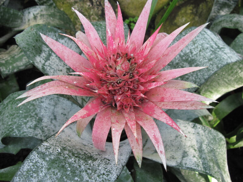 Pink Bromeliad Flower — Red