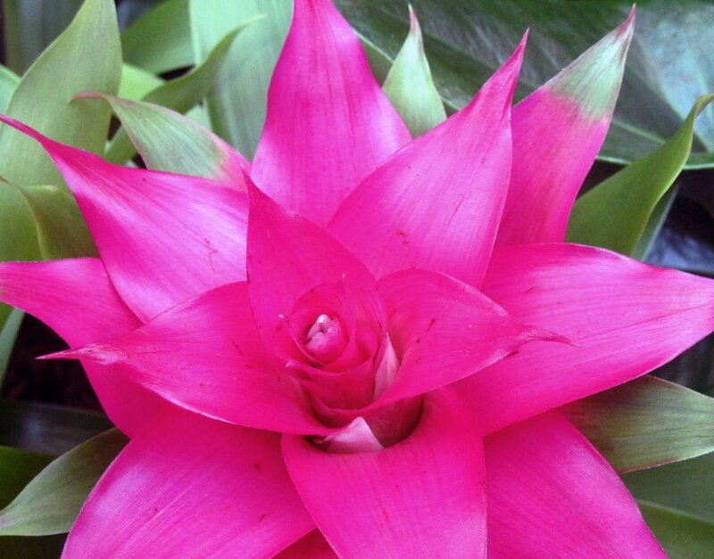 Pink Bromeliad Flower — Vibrant, Photograph