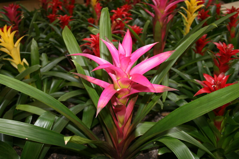Pink Bromeliad Flower — Vibrant