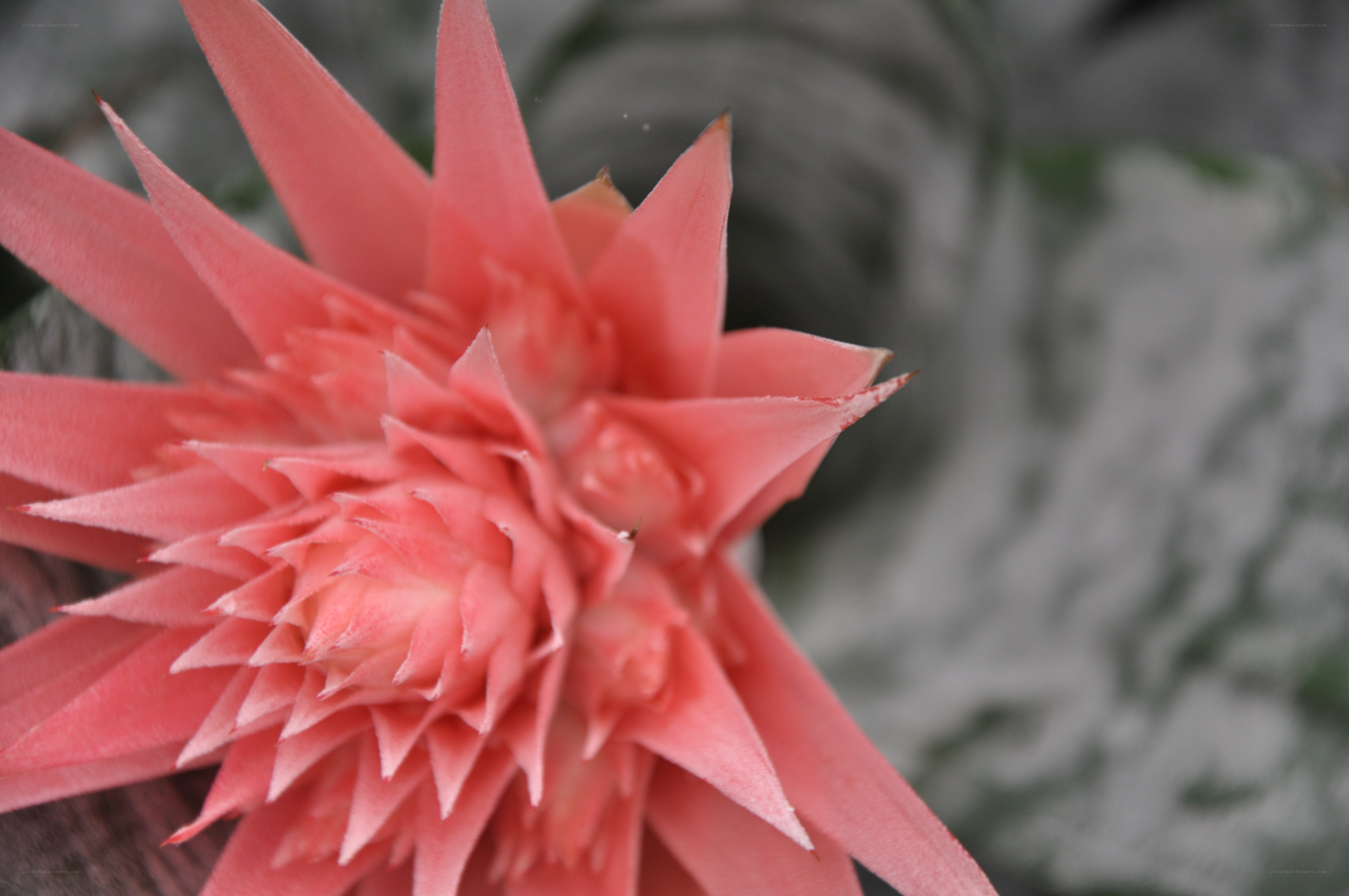 Pink bromeliad flower