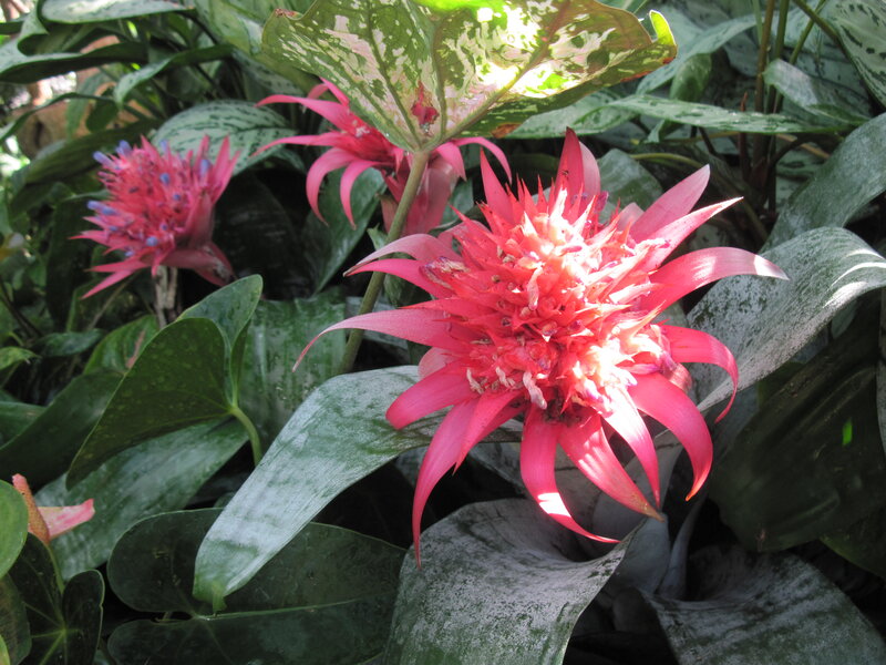 Pink Bromeliad Flowers — Natural, Afternoon
