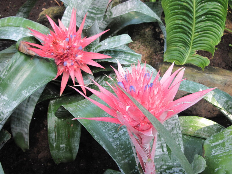 Pink Bromeliad Flowers — Natural