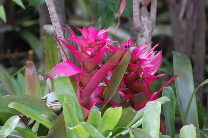 Pink Bromeliad Flowers