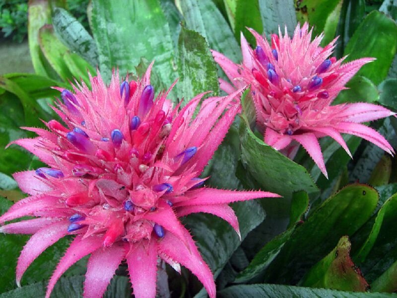 Pink Bromeliad Flowers — Vibrant