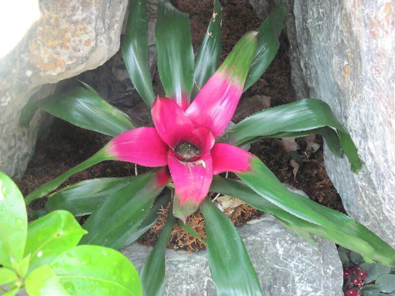 Pink Bromeliad Plant — Green, Natural
