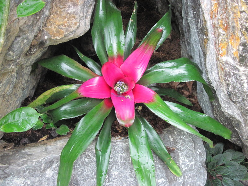 Pink Bromeliad Plant — Green
