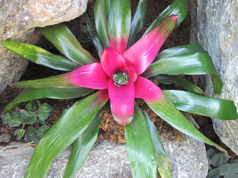 Pink Bromeliad Plant