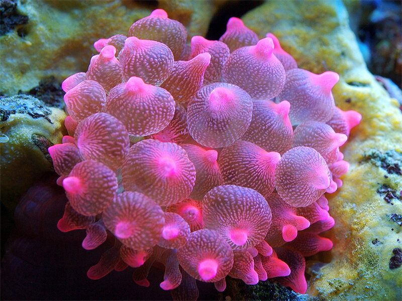 Pink Bubble Coral