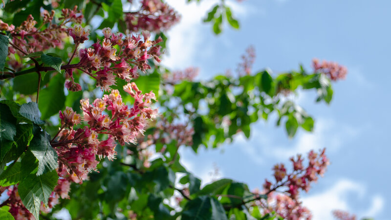 Pink Buckeye Flowers — Serene