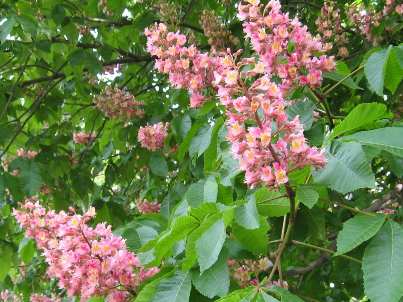 Pink Buckeye Flowers