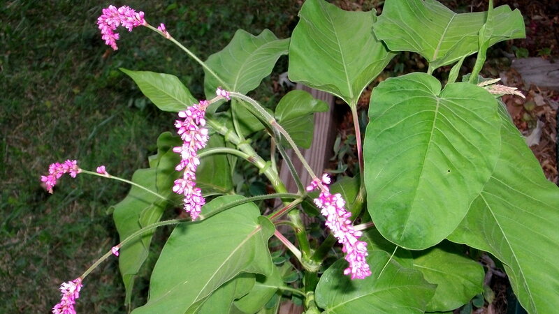 Pink Buckwheat Flowers