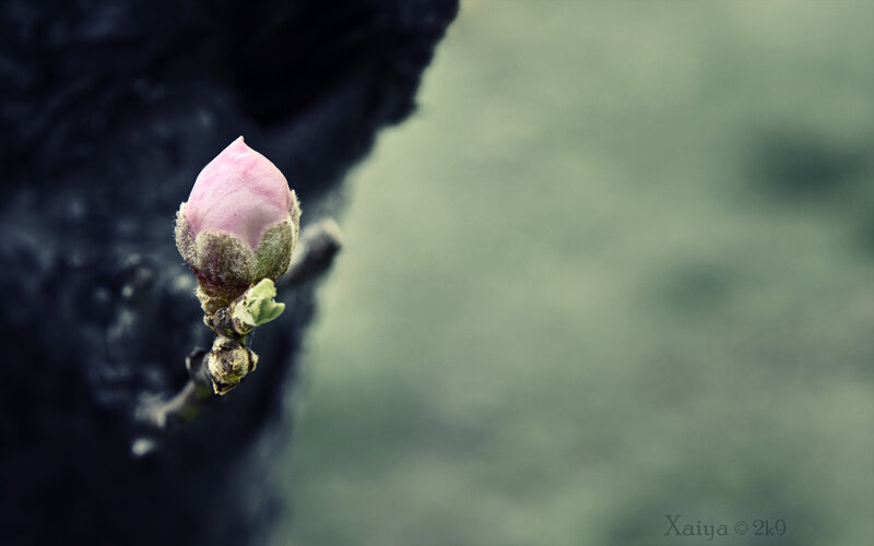 Pink bud on a tree branch