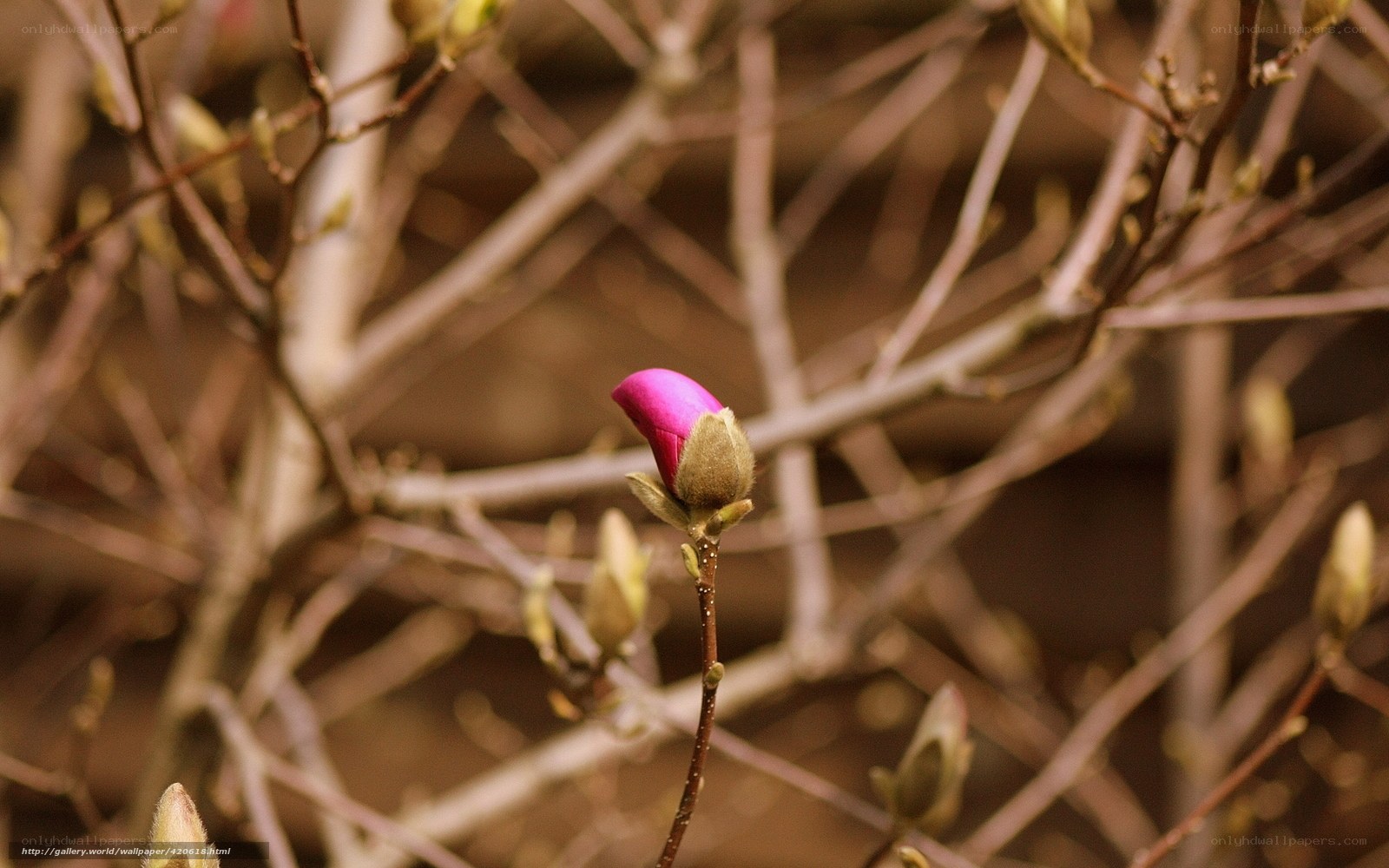 Pink bud on bare branches