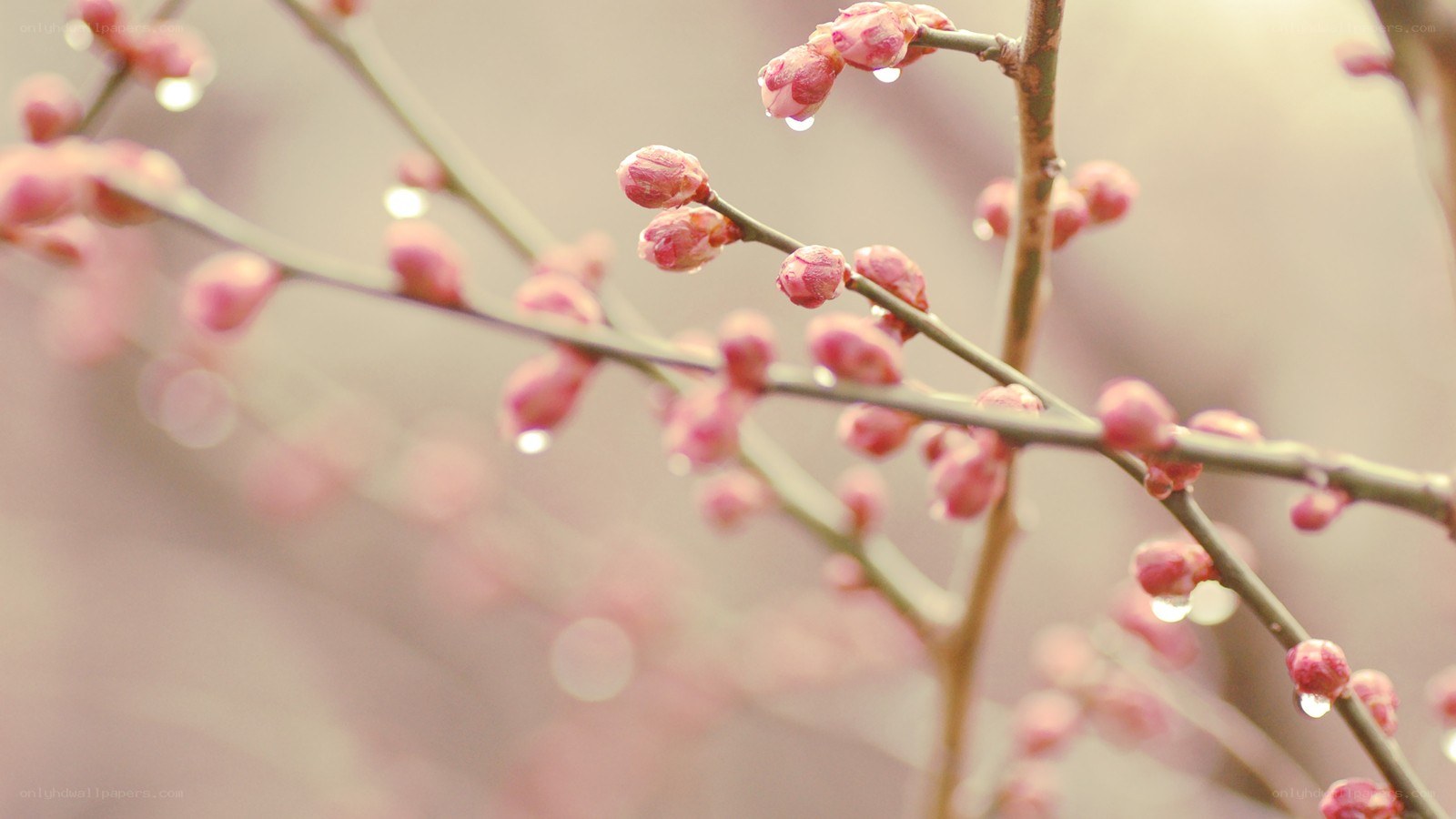 Pink buds on a branch