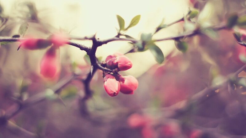 Pink buds on a branch