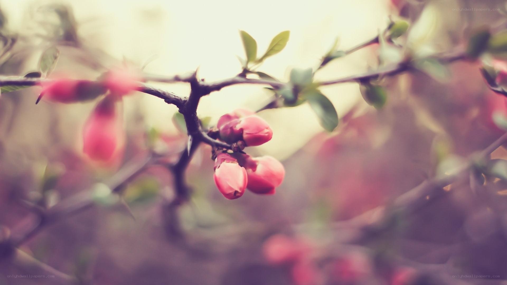 Pink buds on a branch