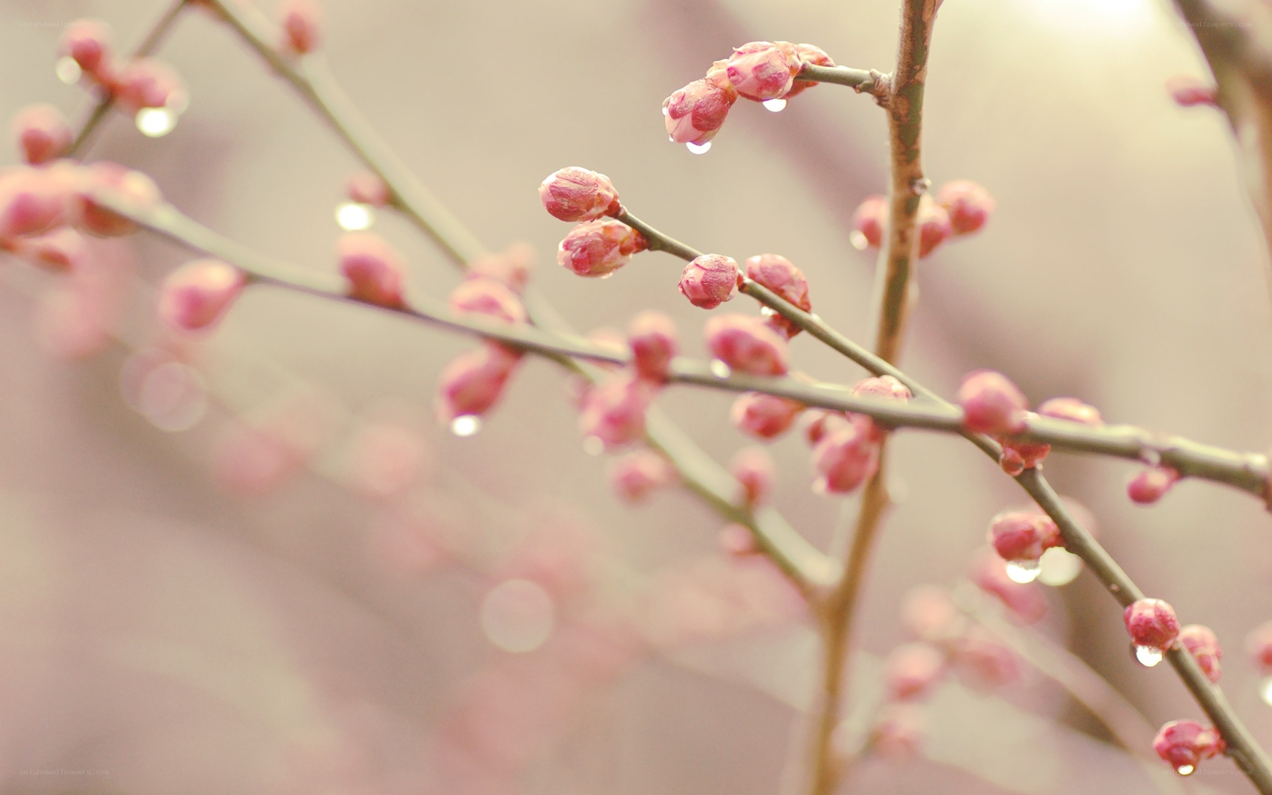Pink buds on a branch