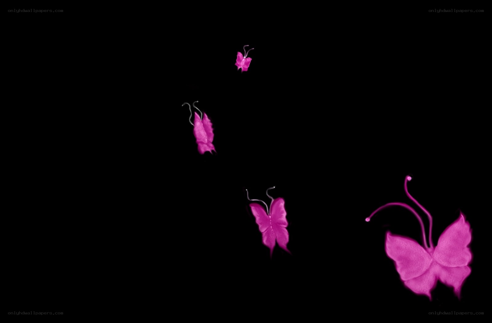 pink butterflies on black
