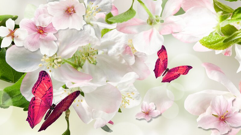 Pink Butterflies on Flowers