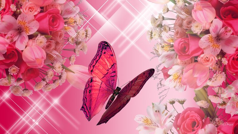 Pink Butterfly Among Flowers