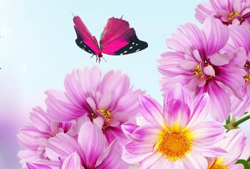 Pink Butterfly and Flowers — Serene, Afternoon