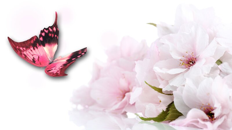 Pink Butterfly and Flowers — Serene, Spring
