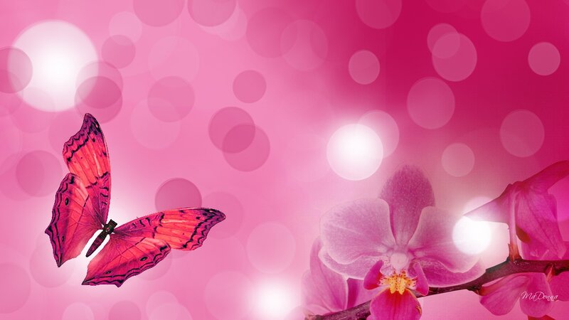 Pink Butterfly and Orchid