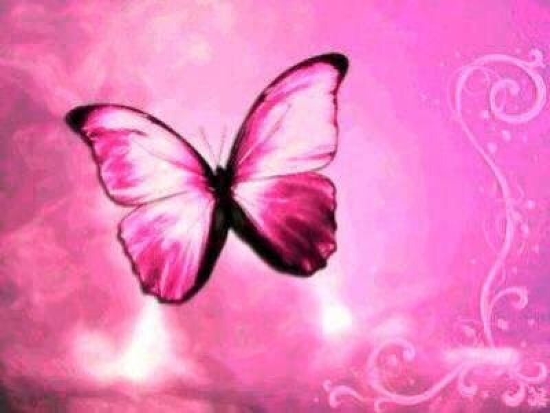 Pink Butterfly — Dreamy