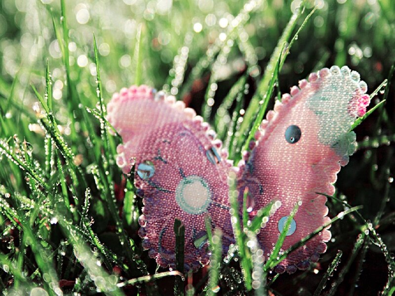 Pink Butterfly in Grass