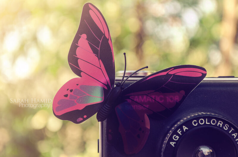 Pink Butterfly on Camera