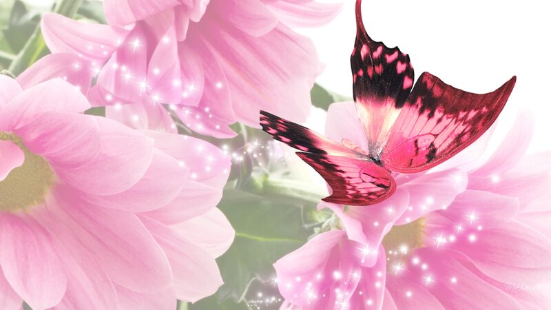 Pink Butterfly on Flower