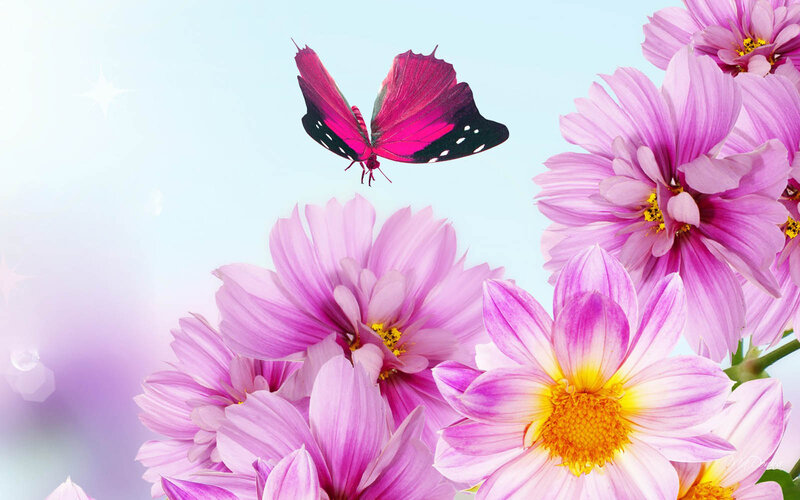 Pink Butterfly on Flowers — Serene, Morning