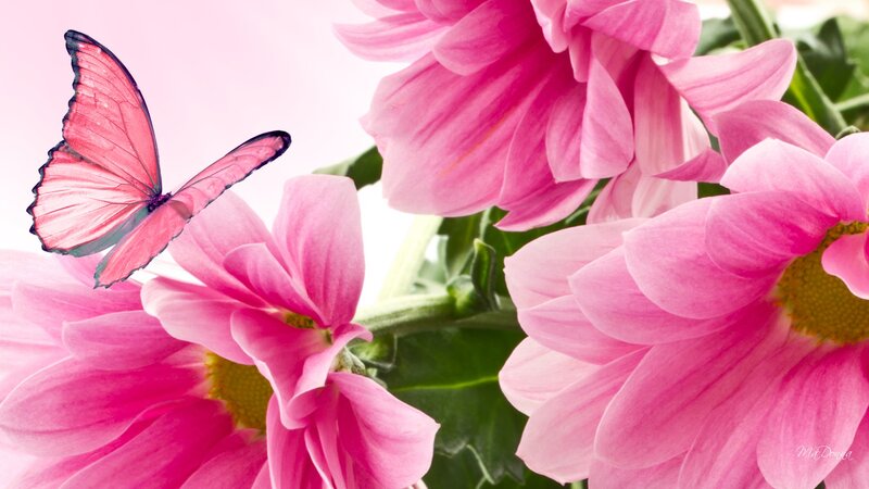 Pink Butterfly on Flowers — Serene