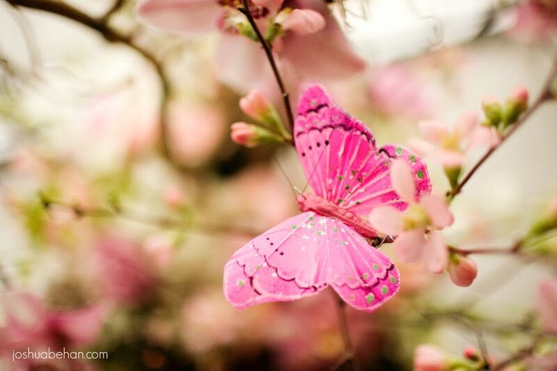 Pink Butterfly on Flowers