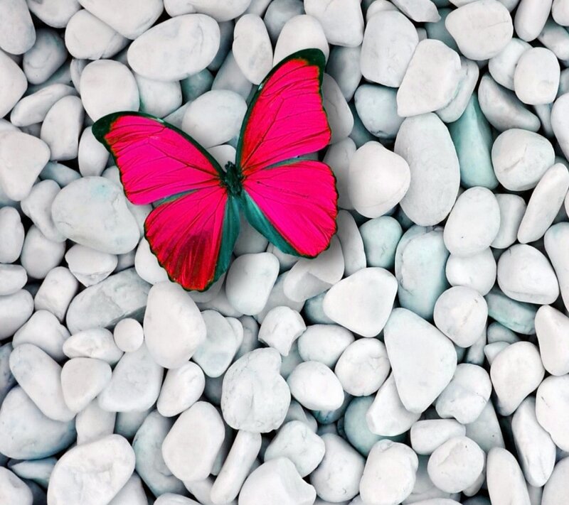 Pink Butterfly on Pebbles — Serene