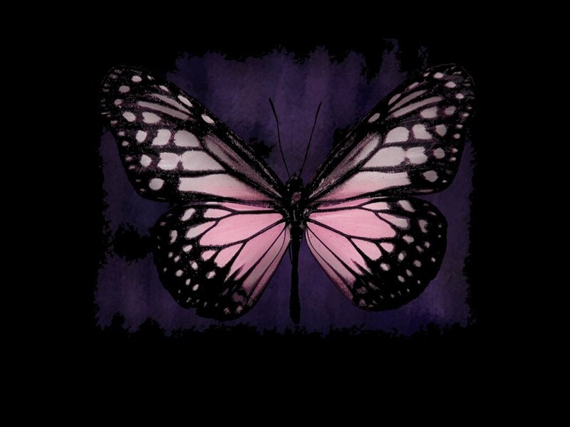 pink butterfly on purple background