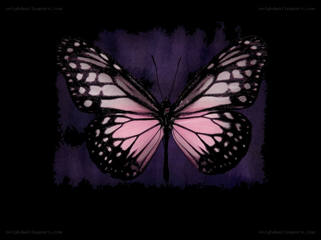 pink butterfly on purple background
