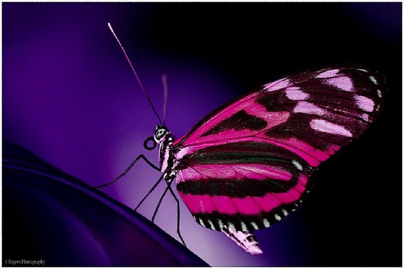 Pink butterfly on purple leaf