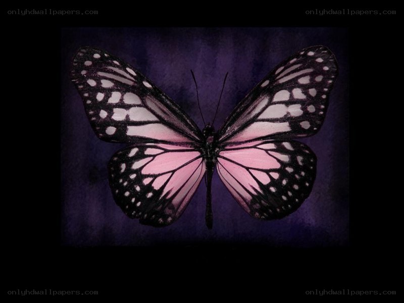 pink butterfly on purple