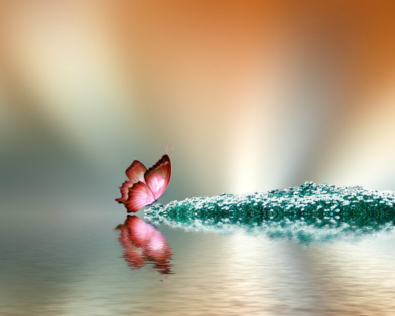 Pink Butterfly on Water