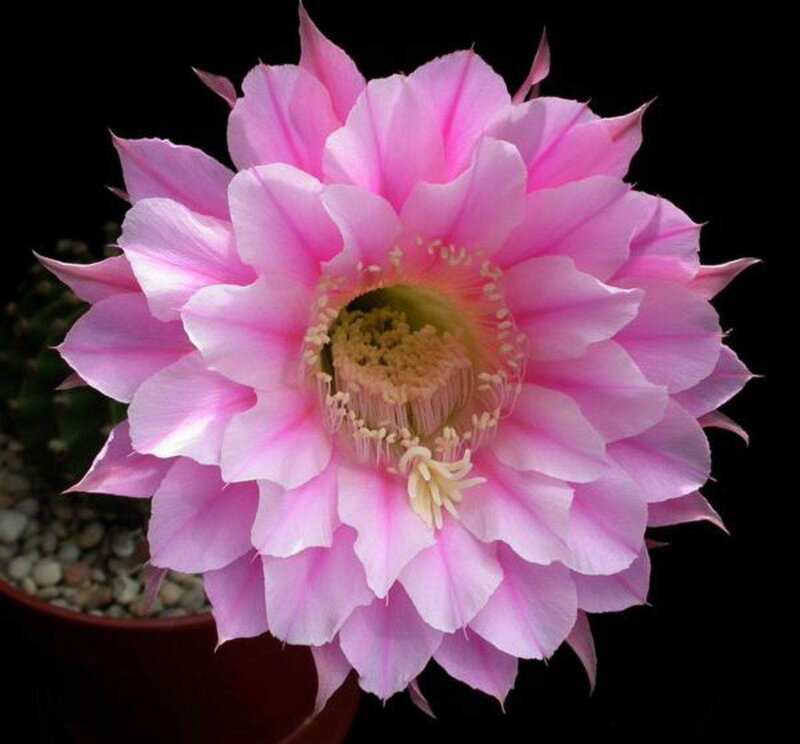 Pink cactus flower bloom