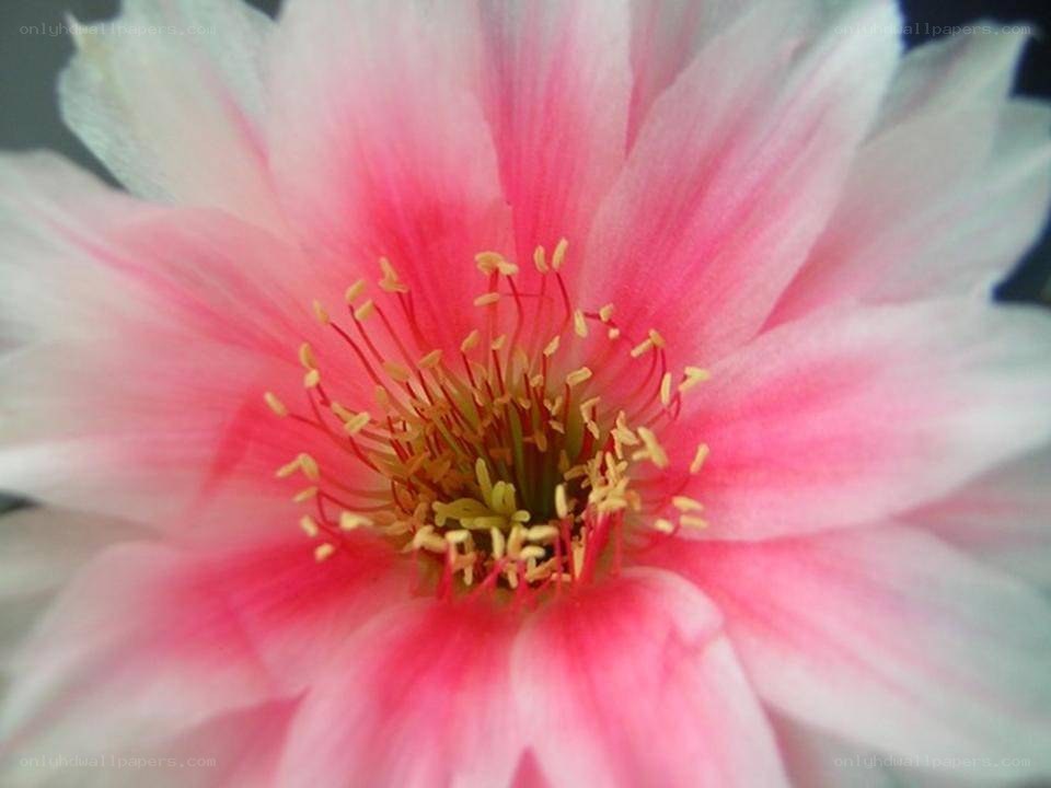 Pink cactus flower bloom