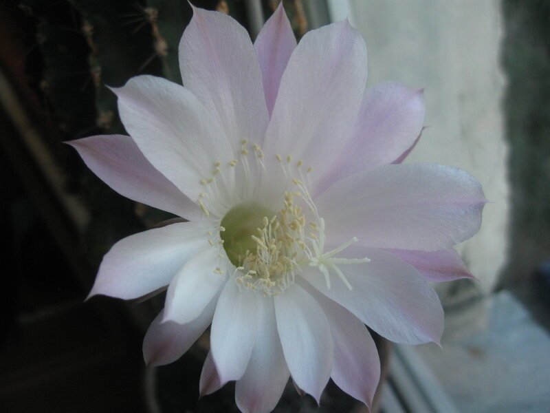pink cactus flower bloom
